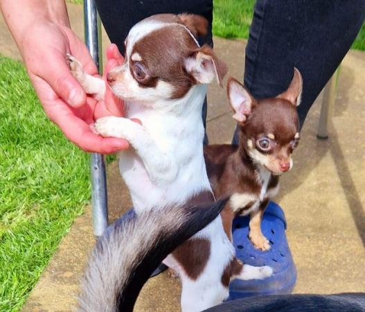 Image 4 of Gorgeous chocolate and white chihuahua