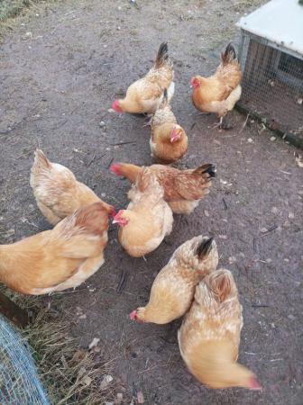 Image 2 of Point of lay Chickens for sale