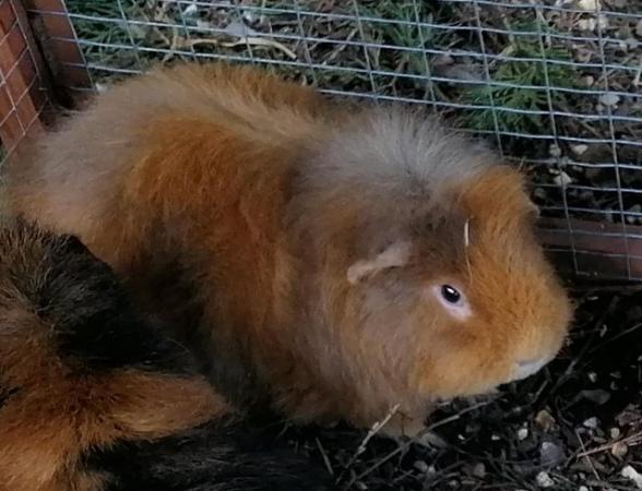 Image 2 of Pair lovely bonded Guinea pigs