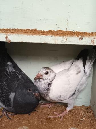 Image 5 of 2024 Racing Pigeons for sale - Squeakers - Eye Suffolk