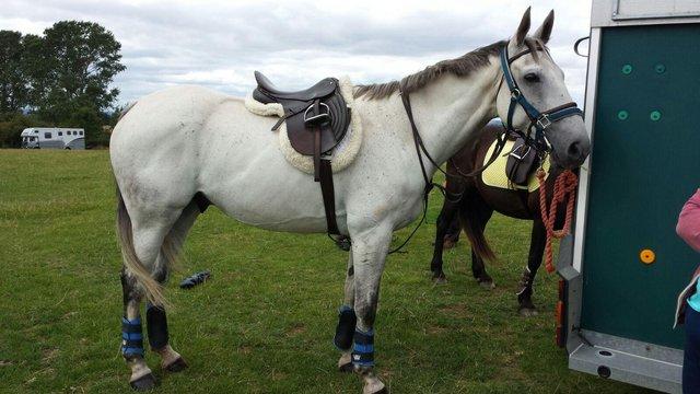 Preview of the first image of Beautiful grey gelding for part loan..