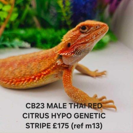 Image 17 of Lots of bearded dragon morphs available