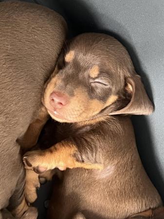 Image 2 of Miniature dachshund puppies