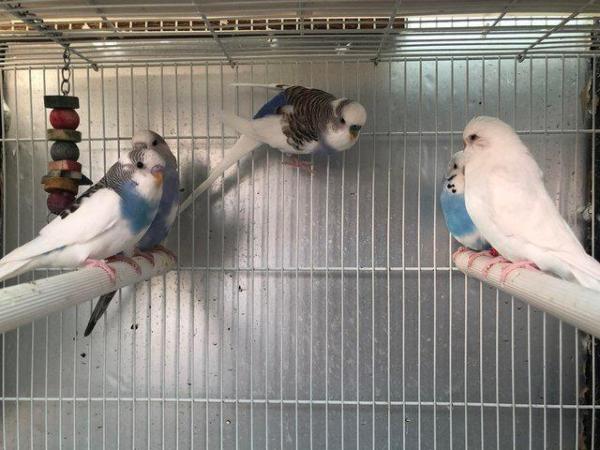 Image 2 of Toy Budgies for sale - available now