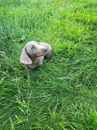 Image 34 of Quality bred Miniature Dachshunds 2 boys for sale.