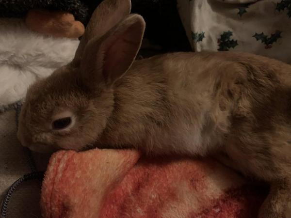 Image 3 of 5 month old female rabbit