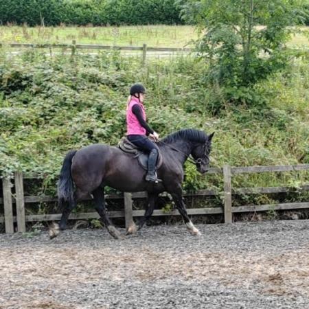 Image 1 of 15'1 hh Welsh gelding for part loan.
