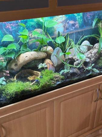 Image 2 of 6ft seabray aquarium with arrow frogs