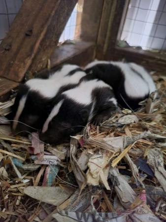Image 5 of 7 baby skunk kits born this morning.