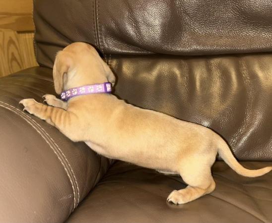 Stunning Cream Miniature Dachshund Litter for sale in Tyldesley, Greater Manchester - Image 20