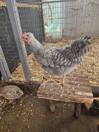 Image 1 of crested legbar rooster available