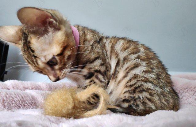 Image 10 of Incredible Pedigree TICA reg Bengal kitten Durham + FREE
