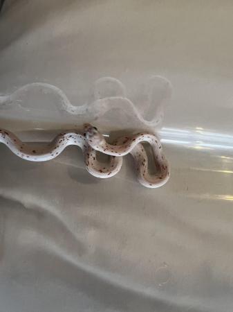 Image 2 of Palmetto corn snakes for sale