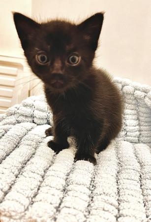 Image 9 of Adorable Male Kitten, Last one!!