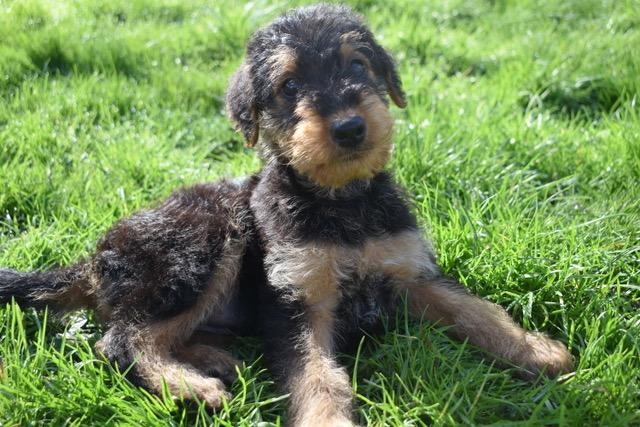 Preview of the first image of READY NOW!! KC Registered Airedale Puppies.