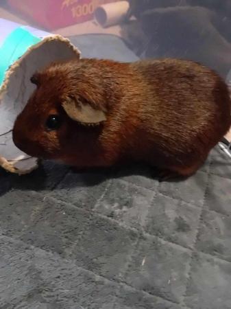 Image 1 of 2 male guinea pigs, 1 year old. £20 the pair