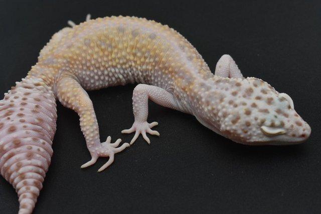 Image 5 of 1.4 Bold Bell Albino leopard Gecko group