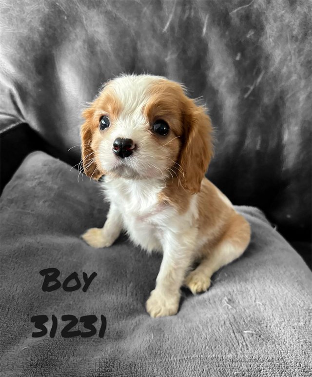 Preview of the first image of Cavalier king Charles kc reg pups DNA tested parents.