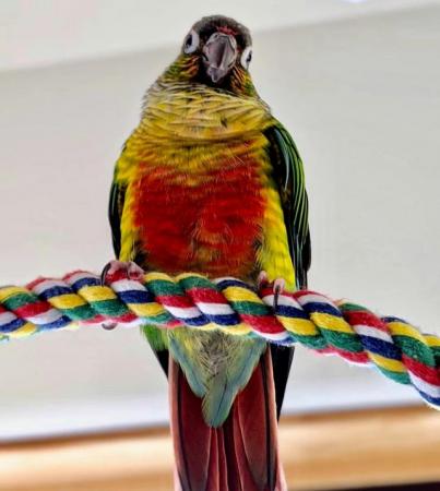 Image 3 of Baby tamed yellow sided conure talking parrot