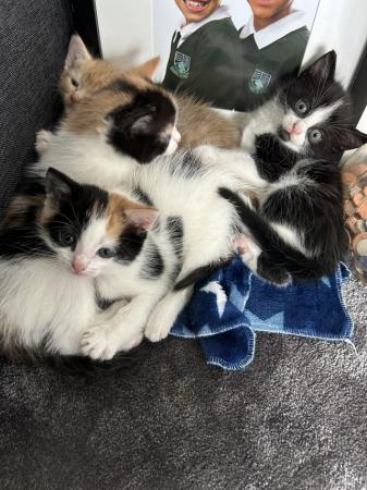 Image 9 of Beautiful, fluffy kittens ready 25th May