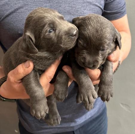 Image 3 of Stunning - Silver & Charcoal Labrador Pups