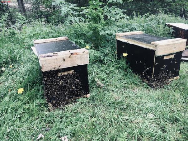 Image 13 of Langstroth Spring Bee Nucs 2024