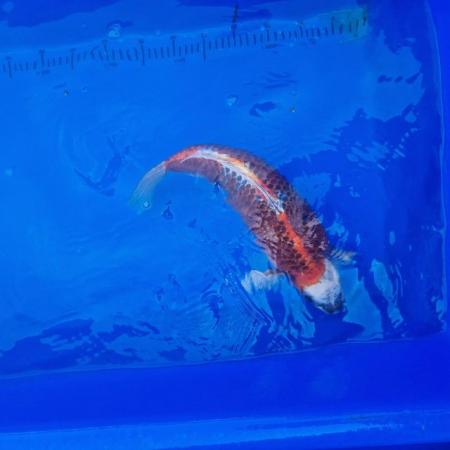 Image 4 of Koi carp from 45cm to 80cm need new home