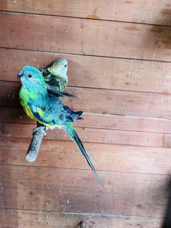 Image 5 of One pair bonded red rump parrot for sale