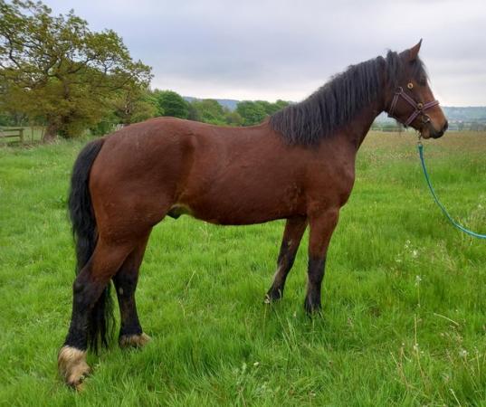 Image 3 of Welsh Section D 3yr Old Gelding