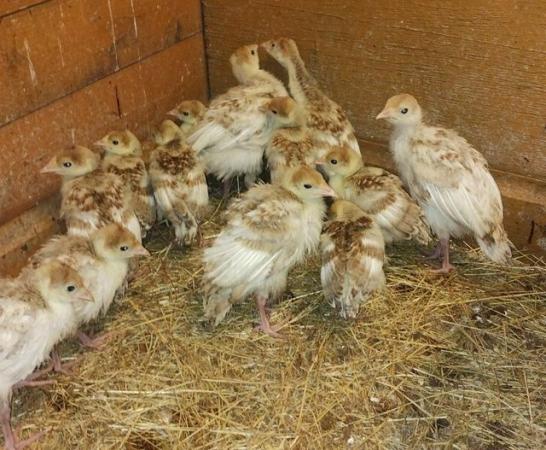 Image 1 of Bourbon red Turkey Chicks