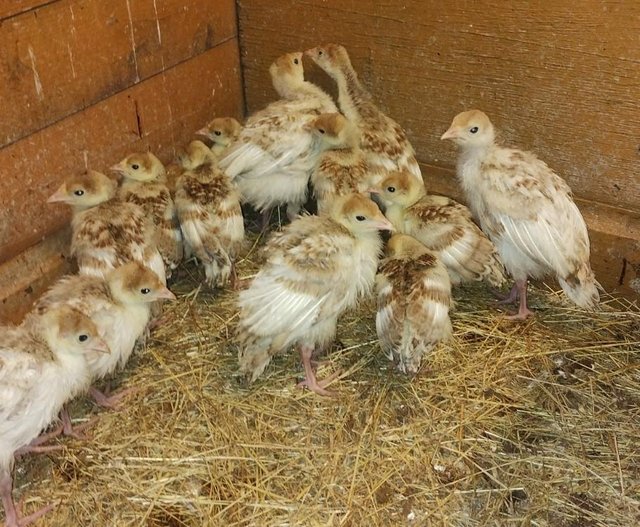 Preview of the first image of Bourbon red Turkey Chicks.