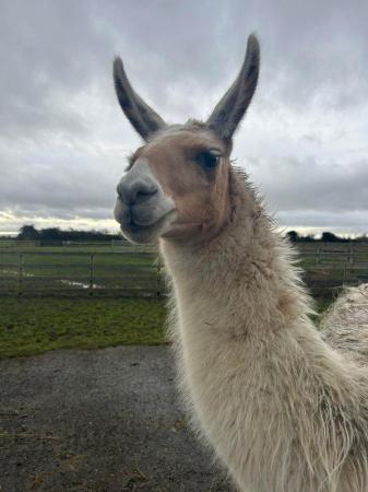 Image 2 of 2 year old intact Male llama for sale