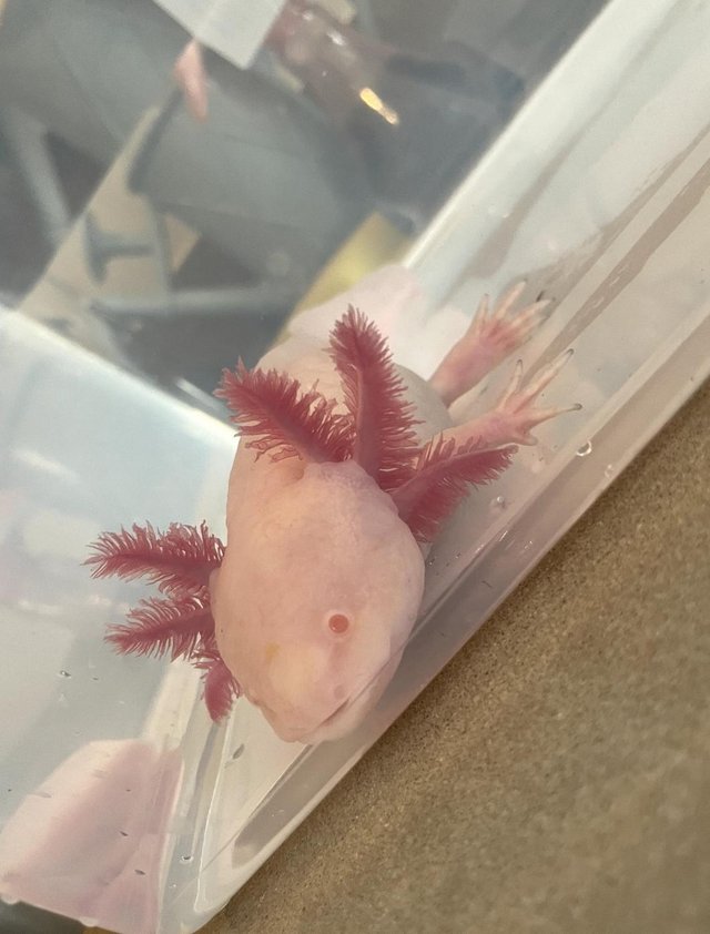 Preview of the first image of 20-30cm Melanoid Albino Axolotl Male.