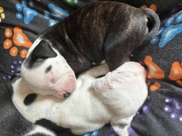 Image 2 of Beautiful playful staff cross alapha pups ONLY 2 LEFT!