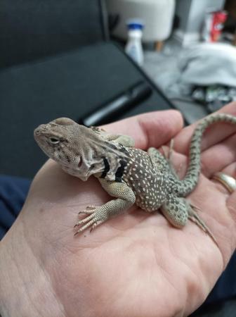 Image 1 of Eastern Collard Lizard For Sale