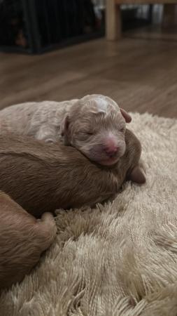 Image 4 of Beautiful Poochon puppies!