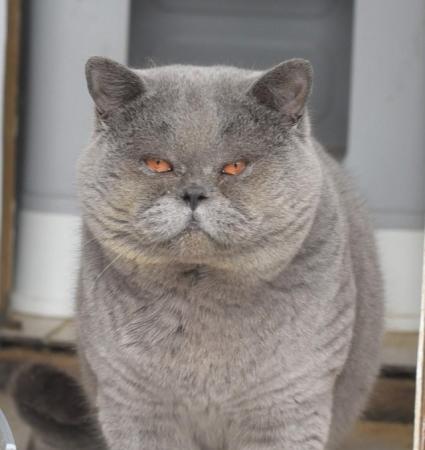 Image 3 of British Shorthair Adults available