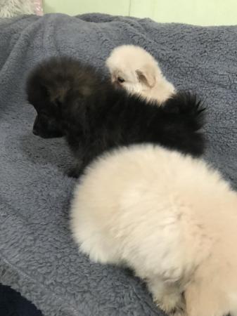 Image 7 of poodle x papillon puppies