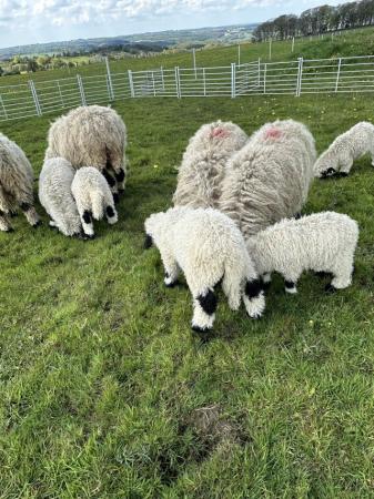 Image 2 of Valais Blacknose tup lambs