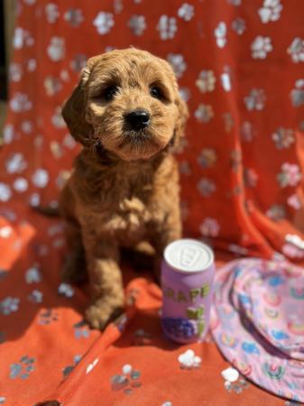 Image 1 of Stunning microchipped Ruby Red Cockapoo Girl