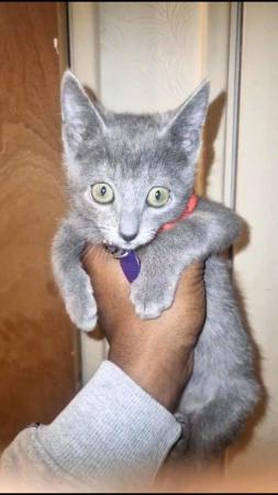 Image 6 of 6 Full pedigree russian blue kittens. GCCF registered.