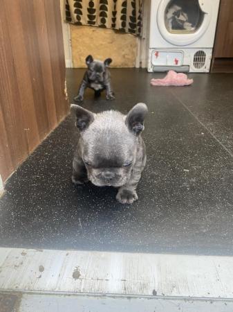 Image 7 of Blue French bulldog puppies