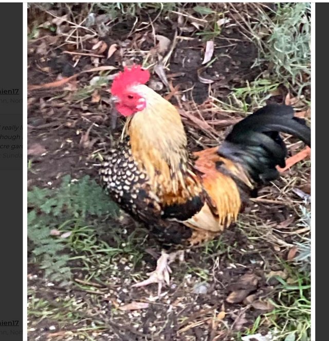 Preview of the first image of Beautiful cockerel backyard bantam x serama.