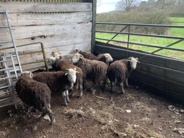 Image 2 of Herdwick Ram / Store Lambs For Sale