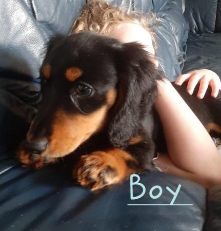 Image 26 of Long haired miniture dachshund pups.