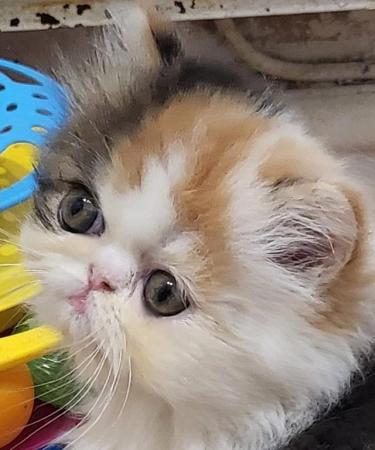 Image 4 of Persian perfectioni registered babies