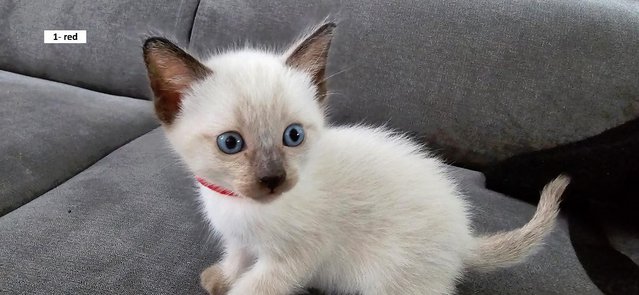 Image 14 of 5 Male Siamese kittens for sale - 3 LEFT - WHITE, GREY SOLD