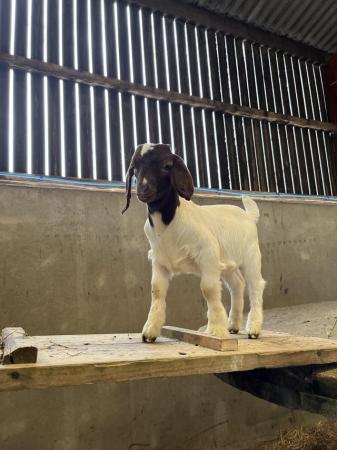 Image 3 of Purebred boer goat castrated male and female kids