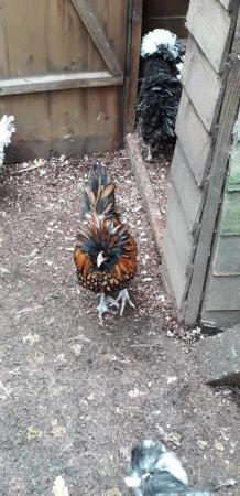 Image 2 of Polish cocks chicken for sale