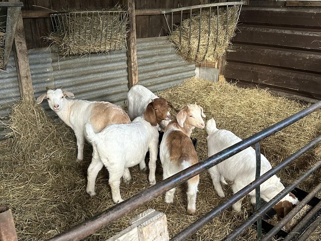 Preview of the first image of 11 week old wether goat kids.